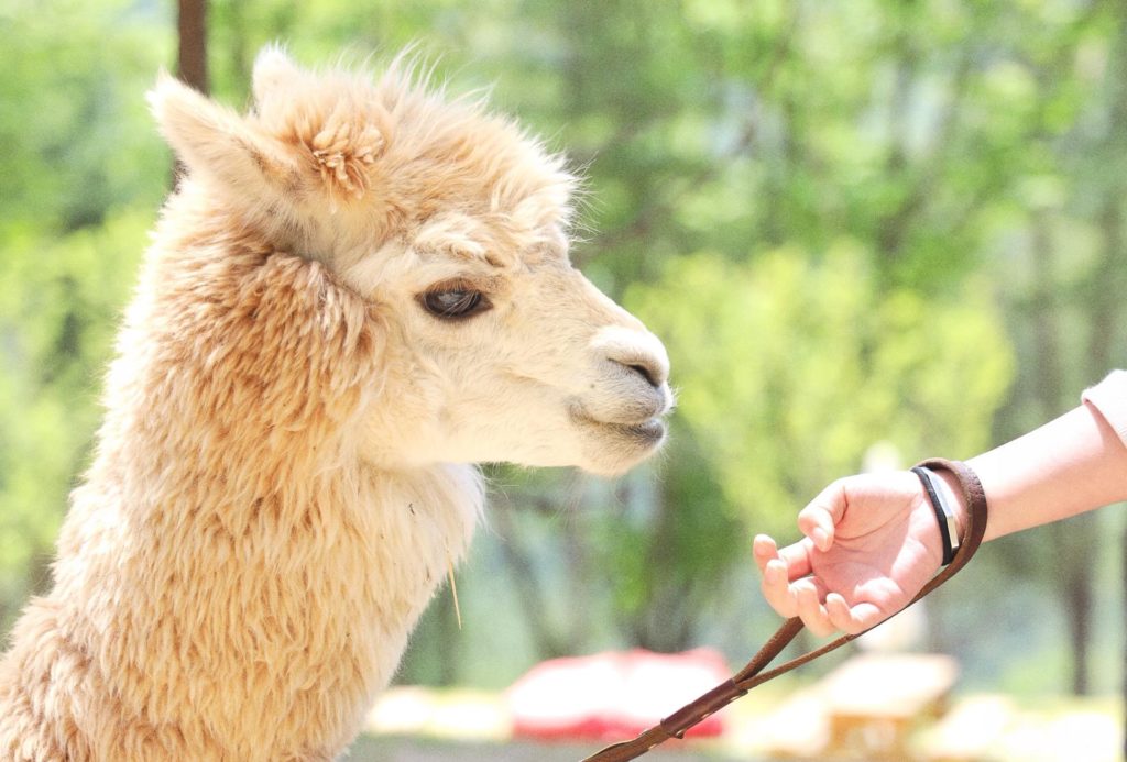 a $150 llama rental fee was submitted — and approved