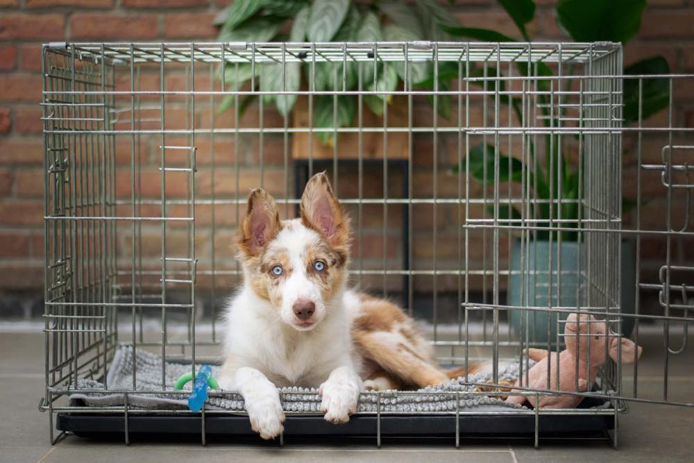 employee submitted a request for a $79 dog crate