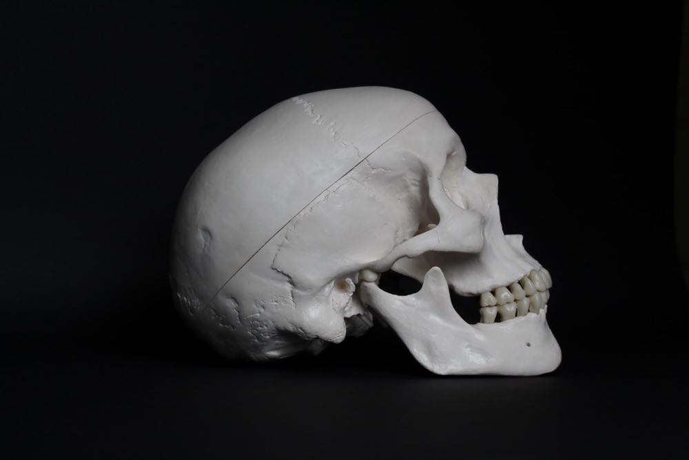 a coworker had been ordering human skulls
